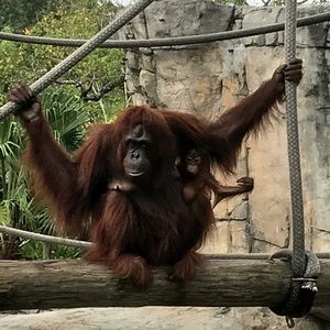 Meet your Posher, Chaz